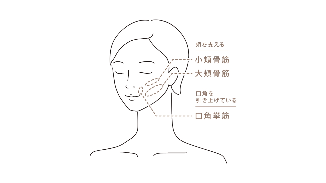 EMS上位版_筋肉イラスト？